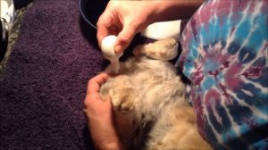 How to Give Your Pet Bunny an Enema