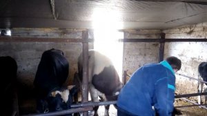 Стал желудок у быка что делать??? Выход есть.