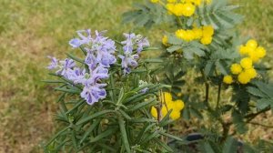 Мимоза и Розмарин    Выращивание  в  контейнере   Особенности ухода  Как добиться цветения.