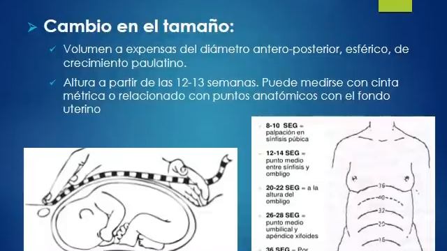 Med. Esp Sebastian Oddo EMBARAZO NORMAL смотреть онлайн