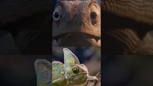 Интересный fact про Хамелеона смотреть онлайн
