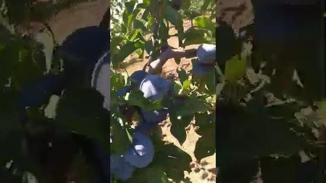 Вот такой должен быть урожай 4-х летней сливы!!! смотреть онлайн