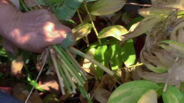 Fall Gardening Tips смотреть онлайн