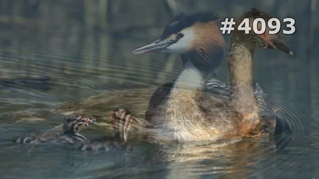 #4093. Чомги (поганки) (В мире животных) смотреть онлайн