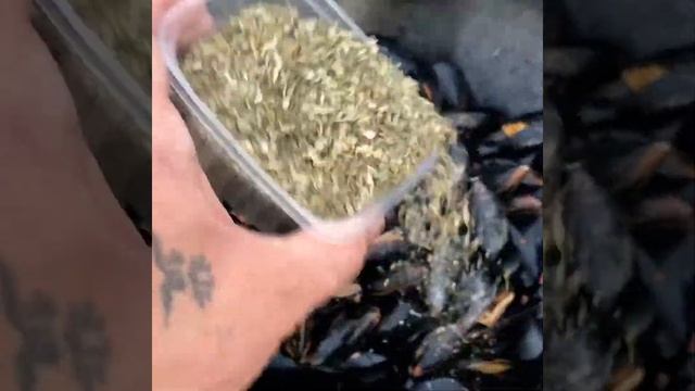 Мидии с беконом в сливках смотреть онлайн