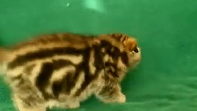 Котенок скоттиш фолд черный мрамор на золоте смотреть онлайн