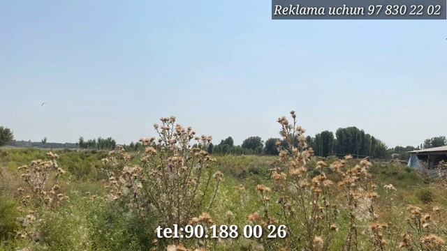 gпродаётся большой Ферма 4 гектар Ташкент Чиназ цена 250000 у.е смотреть онлайн