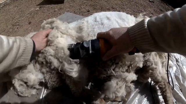 Стрижка овец в апреле,машинкой с алиэкспресс смотреть онлайн