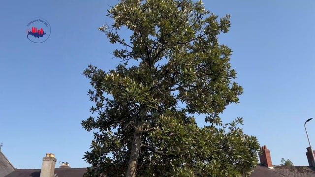 1113 Волшебник Мерлин смотреть онлайн