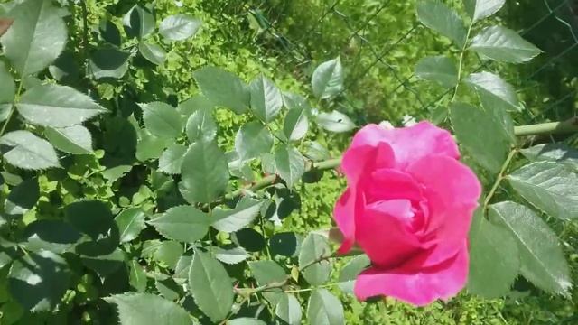 Плетистые розы: Парад, США 1953 год,Лагуна,Кордес 2004 год. смотреть онлайн