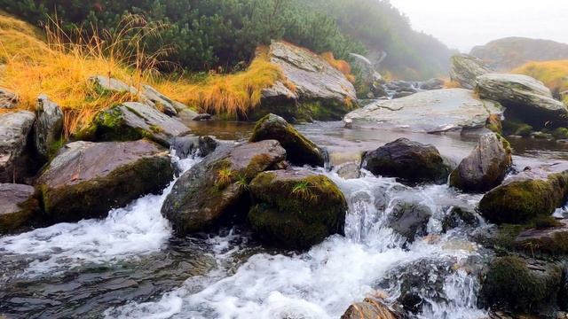 Relaxing Sleep Music | Soothing |stress Relief Music | Music For Meditation | Yoga | Flower | Natur