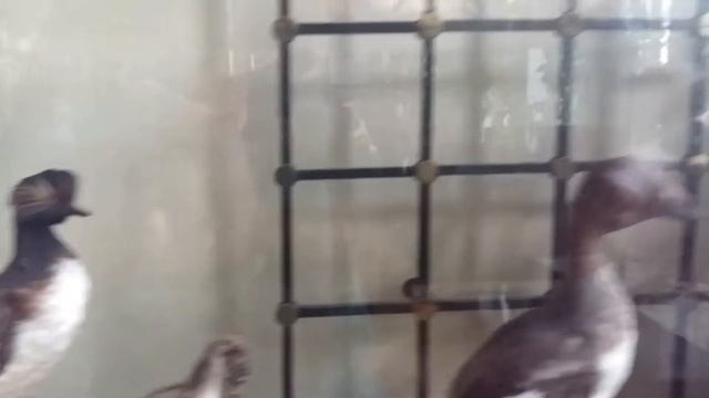 Воронежский областной краеведческий музей ( ВОКМ) 394018, г. Воронеж, Ул. Плехановская, 29 смотреть онлайн