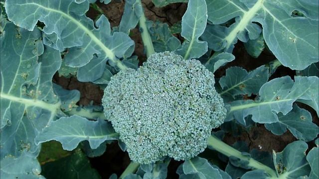 Брокколи особенности выращивания чтобы завязались крупные головки #капуста#брокколи#ютуб смотреть онлайн