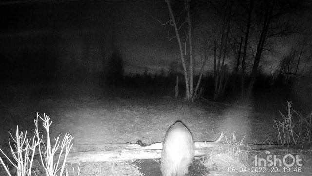 Кабан пришёл на солонец! смотреть онлайн