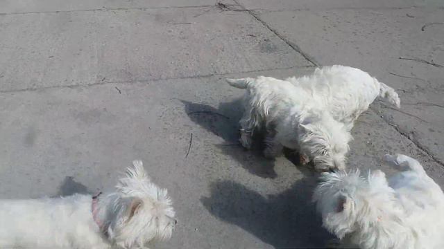 Питомник вест хайленд вайт терьера.Украина. Запорожье. смотреть онлайн