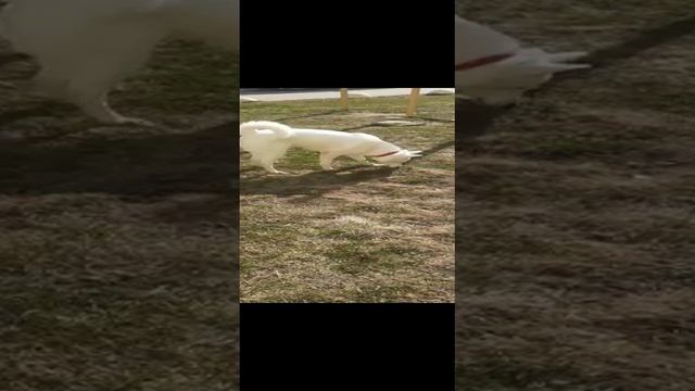 Собака моей сестры. смотреть онлайн