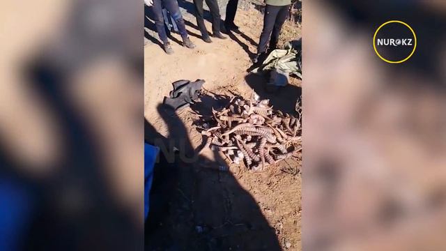 Рога сайгаков на 70 млн тенге сожгли в ЗКО смотреть онлайн