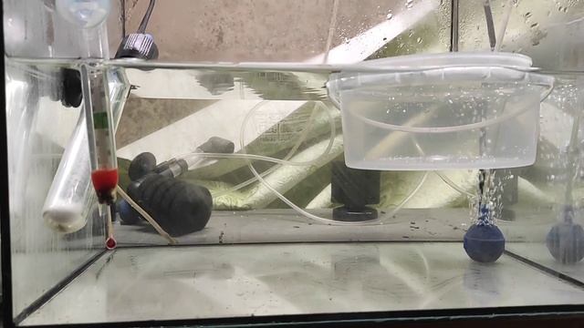 Выпускаю личинку тернеции и как дела у личинки скалярии... смотреть онлайн