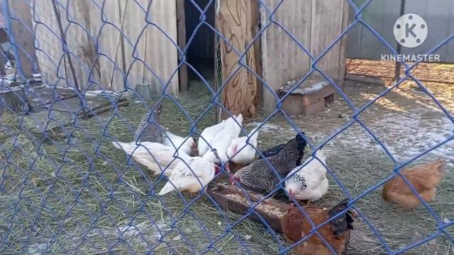 Простые будни в деревне /многодетная семья/ смотреть онлайн