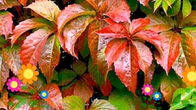 Виноград девичий пятилисточковый Troki. Краткий обзор, описание характеристик, где купить саженцы смотреть онлайн