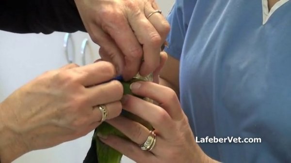 Wing Wrap Placement in Birds