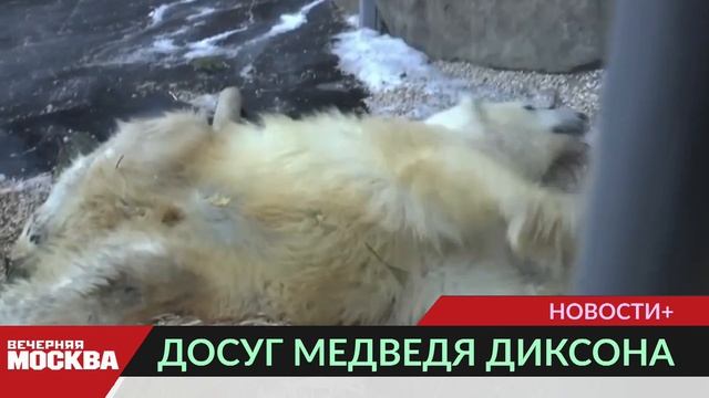 Досуг медведя Диксона в зоопарке стал более разнообразным смотреть онлайн