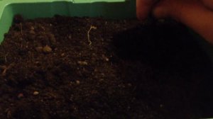 Лук батун многолетний на рассаду