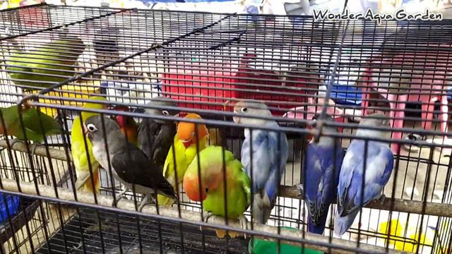 Pallavaram Pet Market | Cheapest Pet Market | தமிழ் | Wonder Aqua Garden смотреть онлайн