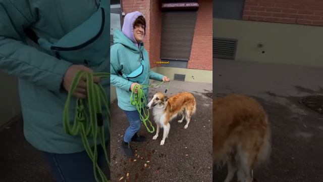 Русская псовая борзая вымогает Колбасу! Фотосессию для собачки смотреть онлайн