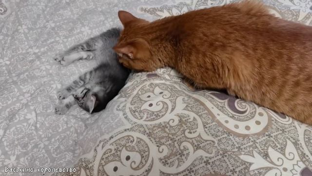 Как подружить взрослого кота и котёнка смотреть онлайн
