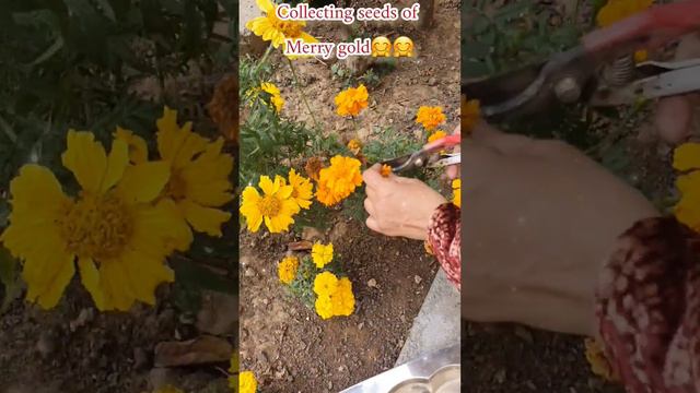 collecting seeds 😱😱#trendy #2023short #youtubeshort #short смотреть онлайн