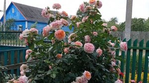 Роза Чиппендейл, ч/ гибридная