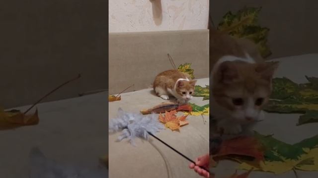 Котёнок из приюта в поисках хозяев смотреть онлайн