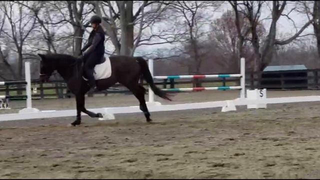 Ozzy walk, trot, canter L смотреть онлайн