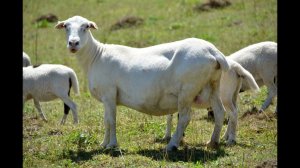 Племенная работа с овцами. Трехпородное скрещивание. Фермерское хозяйство "Капри"