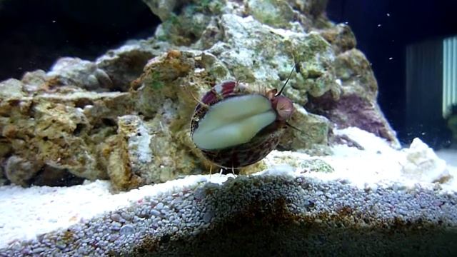 Trochus snail motion смотреть онлайн