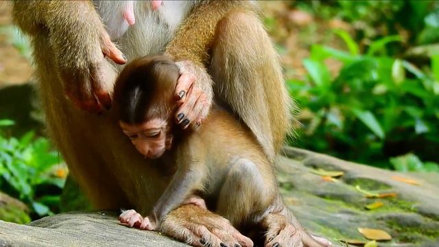 YOUNG MOM LIBBY REFUSED HER OWN MILK FOR BB RAINBOW BUT SHE TRIED TO GIVE THIS MILK FOR BB RAINBOW. смотреть онлайн