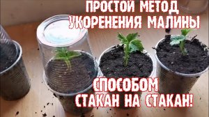 Простейший способ укоренения малины, Размножение  малины ремонтантной!