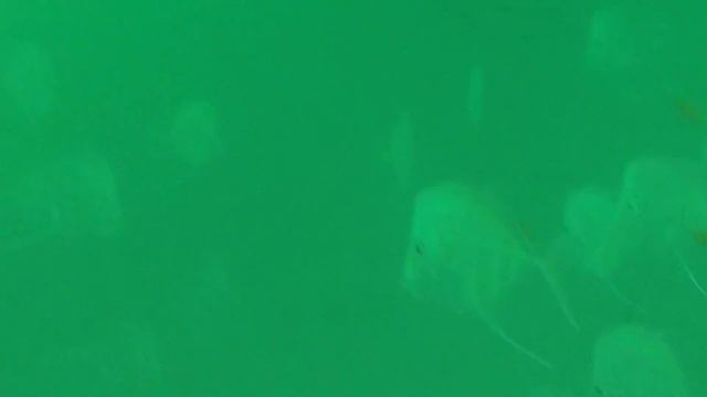 Deerfield Beach Pier Cleanup 2017 смотреть онлайн