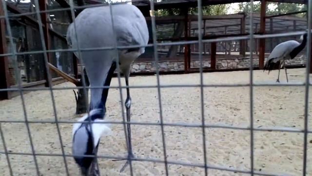 Парк Лога новые птицы