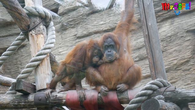 Артем в Московском Зоопарке смотреть онлайн