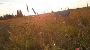 Как спасти урожай от дроздов , а сад от алабая
