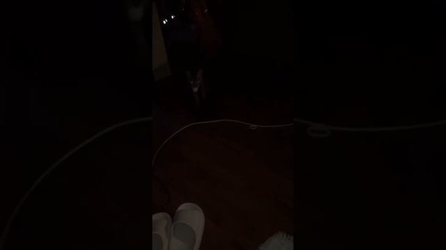 Наши ночные игры 🥰 #ночь #чаузи #кошки смотреть онлайн