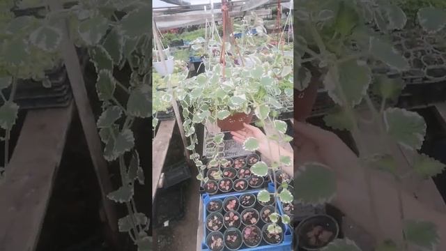 Вариегатный водопад длиною в пол метра и объёмом в 1 метр. Плектрантус! смотреть онлайн