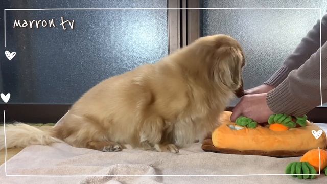 ?遊んで貰えるまで動かないマロン、にんじん収穫隊で遊ぶのが大好きなミニチュアダックスのマロン君は黙ってじっとして待っている良い子 смотреть онлайн