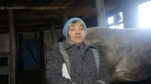 Кормление коров за месяц до отела