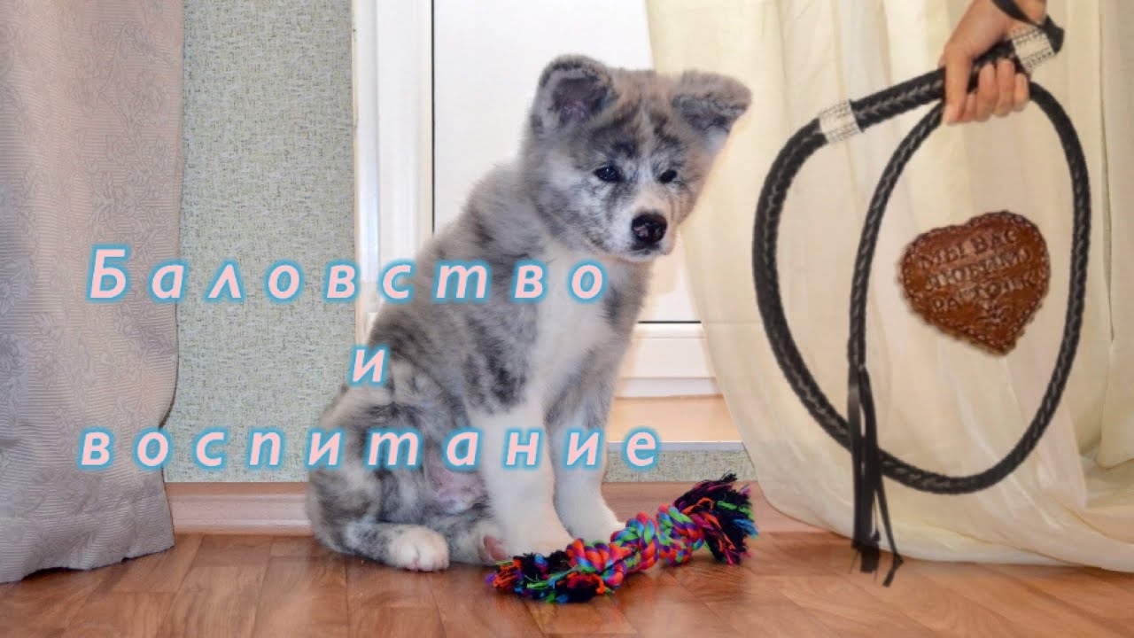 Баловство и воспитание смотреть онлайн