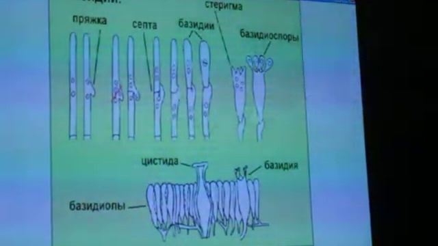 "Фитопатология. Грибы - возбудители болезней растений-2" (А.П.Дитятев) Часть 3 смотреть онлайн