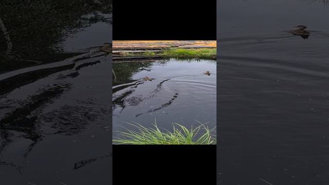Уточки на даче смотреть онлайн