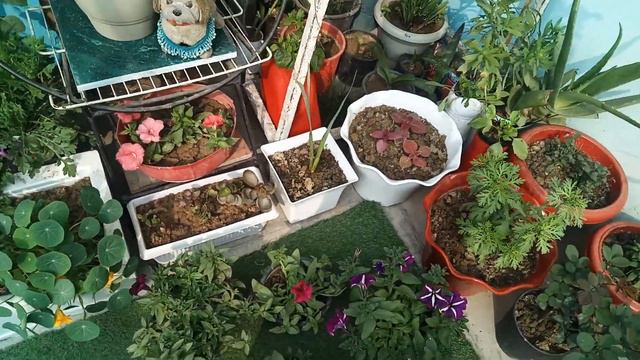Winter Flowering 🌸Plant 🌱Petunia ki🏵️ Care kaise kare 🤔 смотреть онлайн